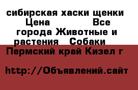 сибирская хаски щенки › Цена ­ 10 000 - Все города Животные и растения » Собаки   . Пермский край,Кизел г.